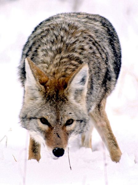 448px-Coyote_in_Grand_Teton_NP-NPS.jpg